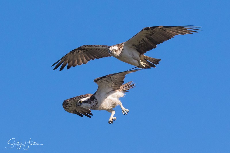 Osprey pair in flight 3