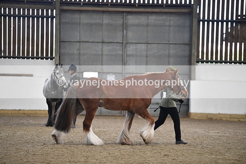 WJ5_5383 - Class 8 In hand cob