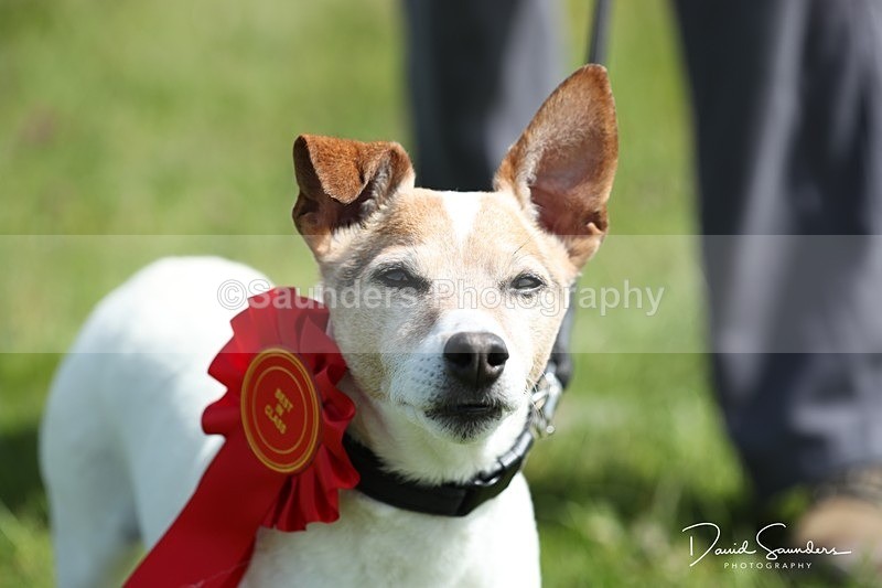 SPXX0598 - Dog show