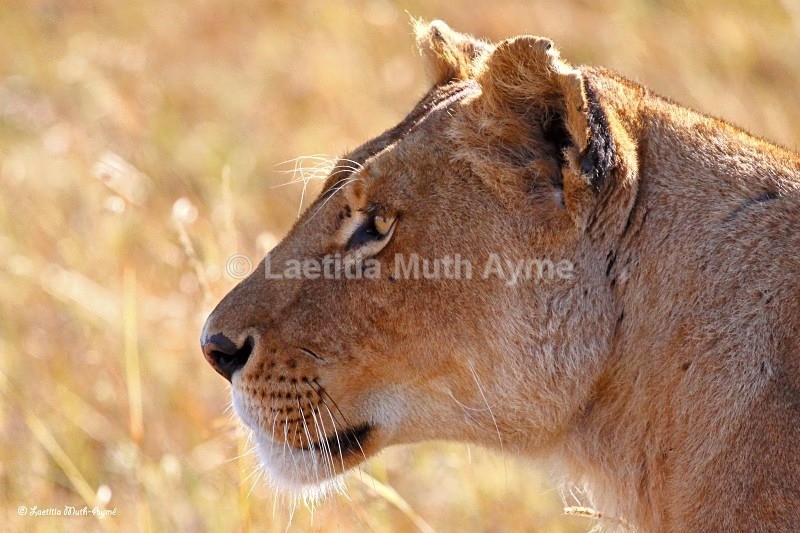 IMG_1749 Maasai Mara - Lions