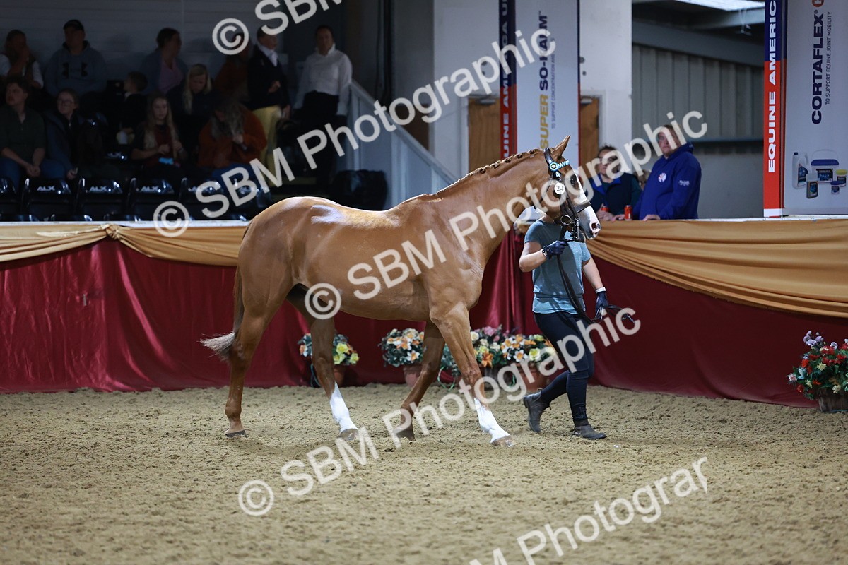 SBM_20629 - Class I - Ridden Pony Champ