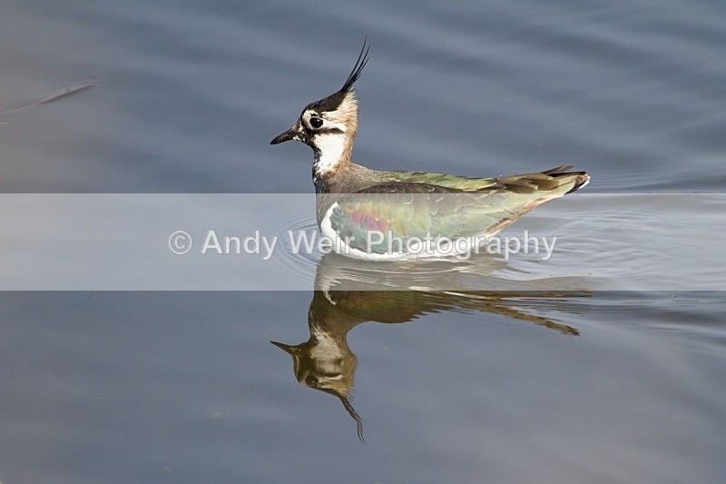20120324-_MG_9827 - Lapwing