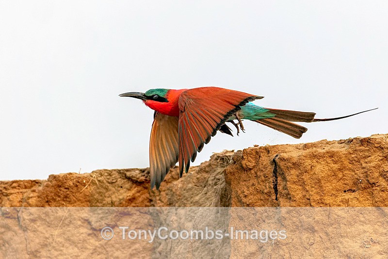 Carmine Bee-eater - Mana Pools ~ The Birds