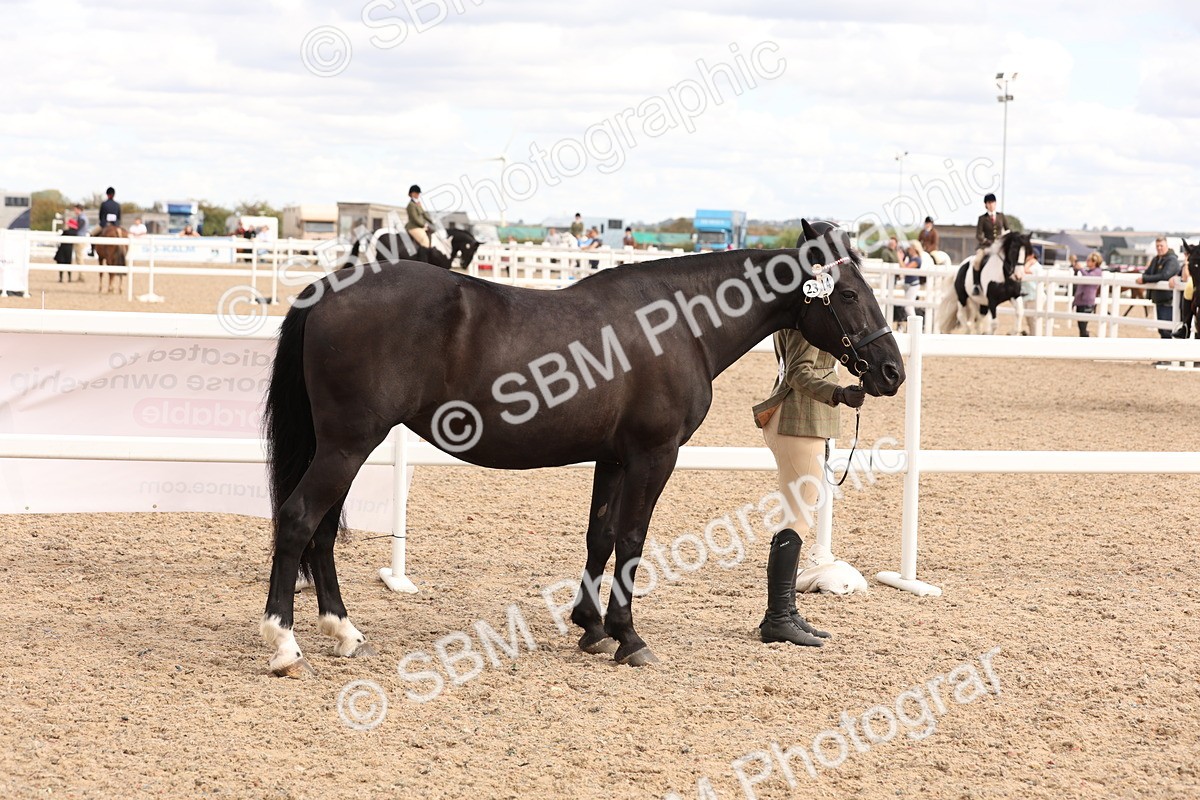 SBM_14628 - Class 208 - IH Veteran Horse