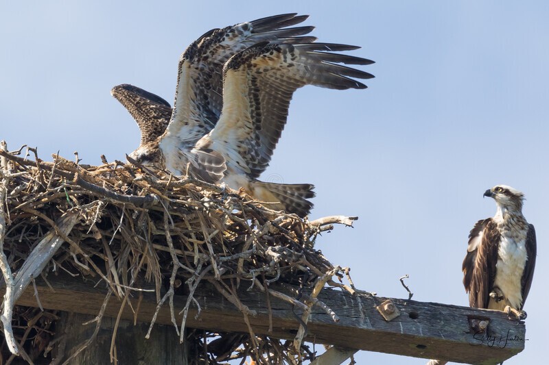 0A3A4831  Sibling fights 2 - Osprey