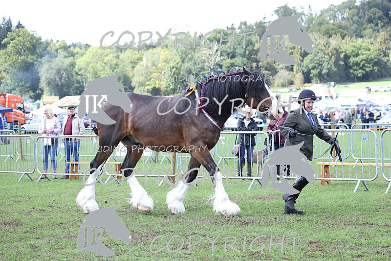 APP_3371 - Class 5 In Hand Championship