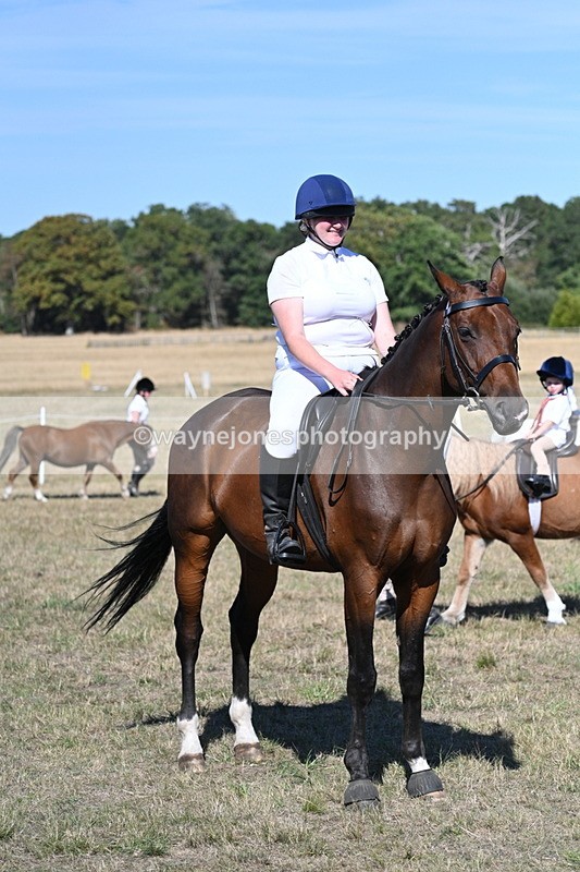 WJ7_1590 - Class 42 Most Handsome Gelding