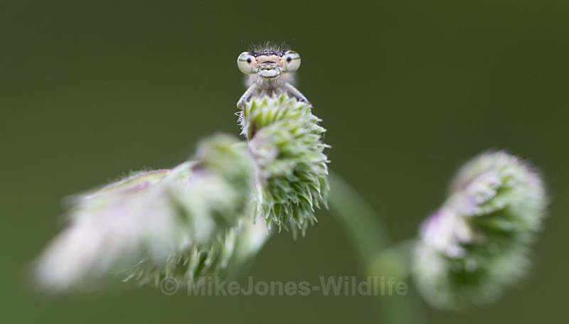 Damselfly - FAVOURITES WILDLIFE GALLERY. Selected images from the wildlife collections.