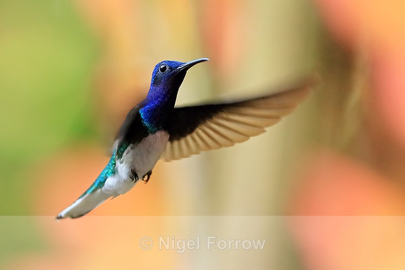White-necked Jacobin (male) hovering near feeder, Costa Rica - White-necked Jacobin
