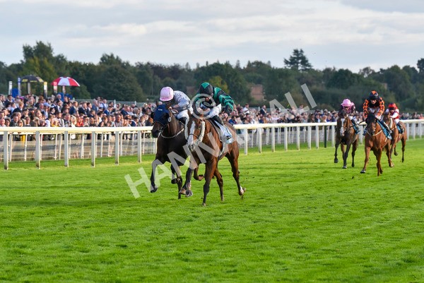 230923-Race 6-September Power-7014 - Race 6 4.55pm New To York Rio Brazilian Handicap