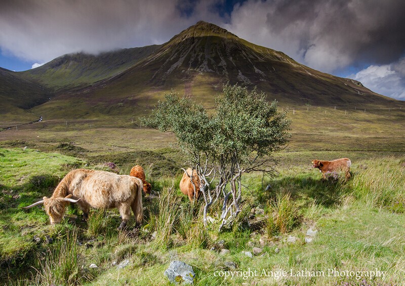 Highland Cattle - Isle of Skye