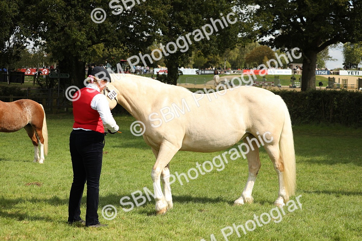 SBM_65460 - S47 - Mountain & Moorland In Hand Large Breeds