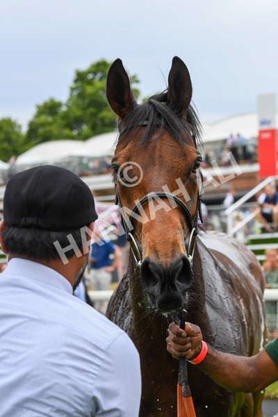170623-Race 3-Quickthorn-0506 - Race 3 3.05pm Sky Bet Race To The Ebor Grand Cup Stakes