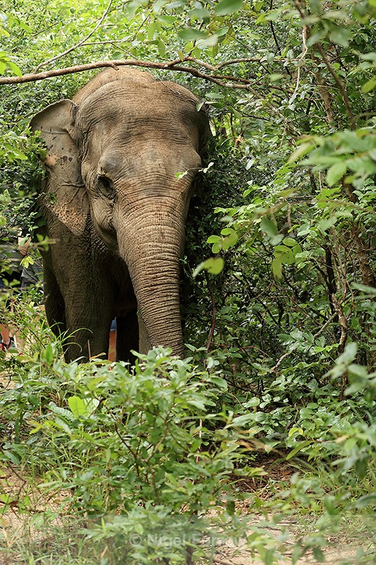 Female Asian Elephant in forest, Phnom Tamao, Cambodia - Elephant