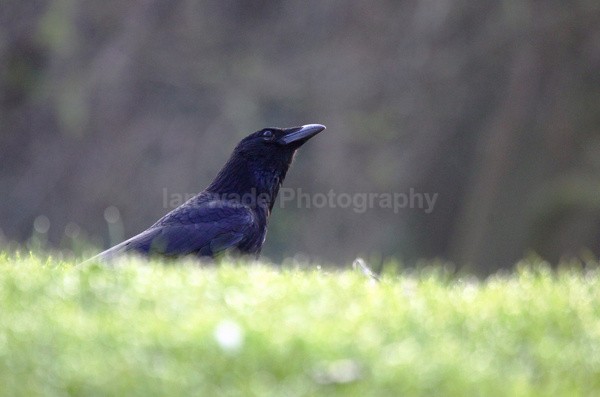 Common crow Brandon Hill Nature Reserve  in Bristol - Birds, swans and gulls