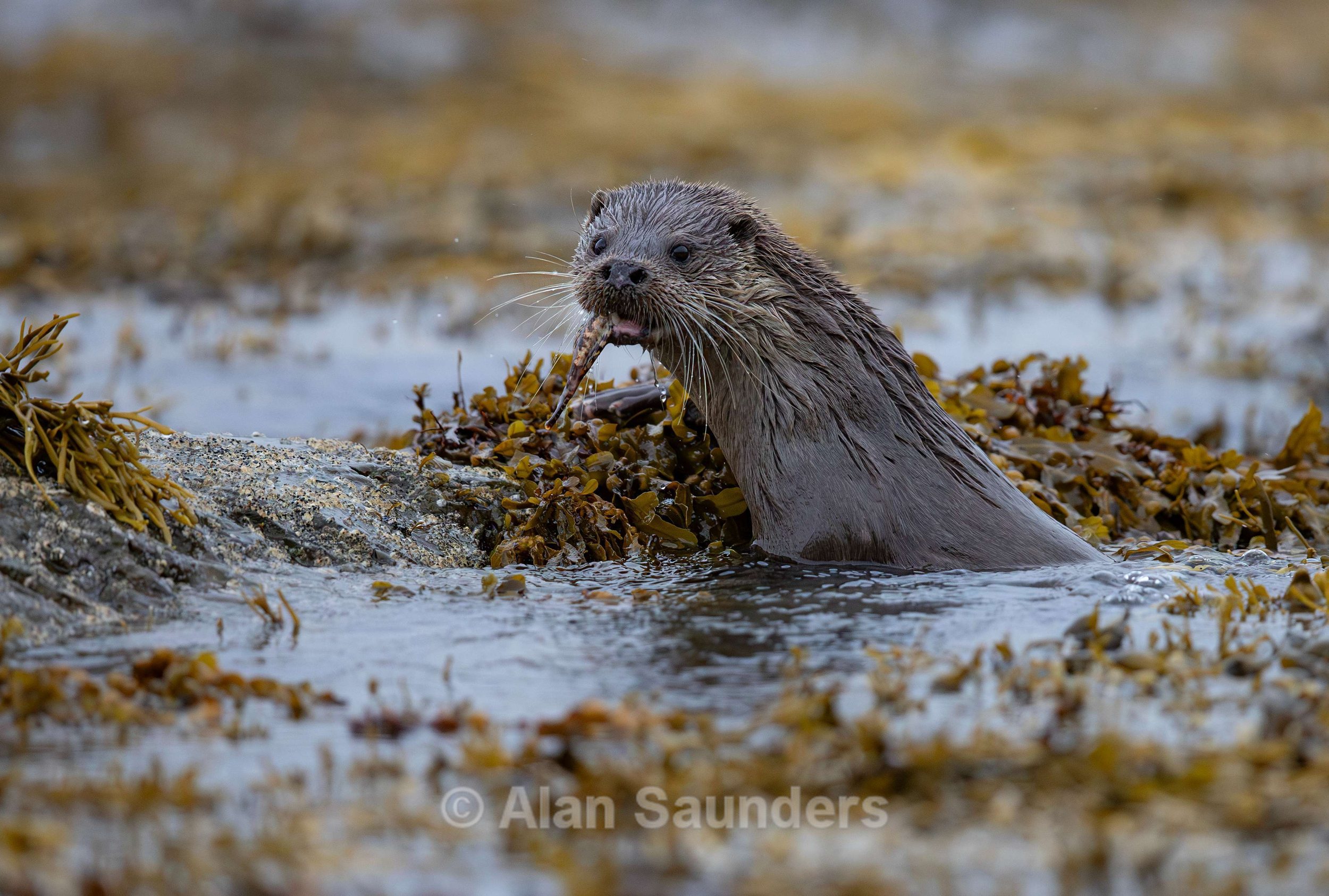 Eurasian Otter 50