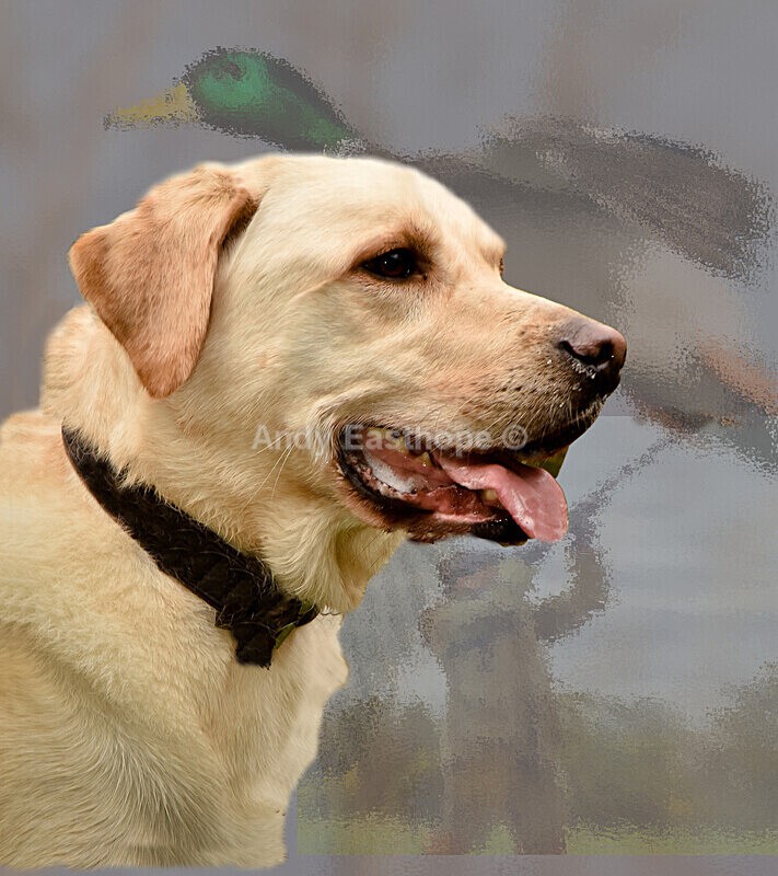 Ralph Composition final - Pets