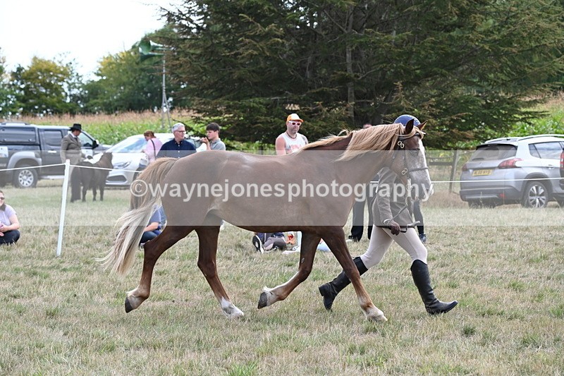 WJ6_6681 - Class 20 In-hand Cob