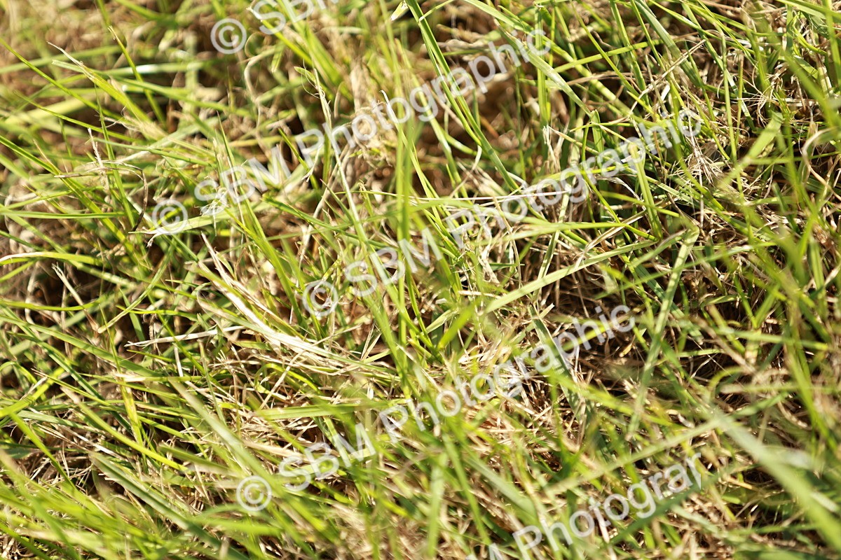 SBM_00872 - Class 14-23 - Mountain & Moorland In Hand Non Welsh