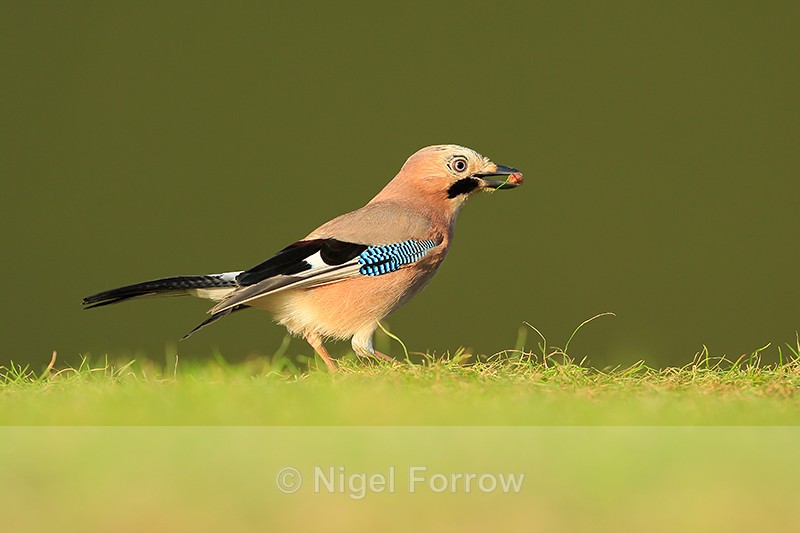 Eurasian Jay with peanut, Worcestershire - Jay