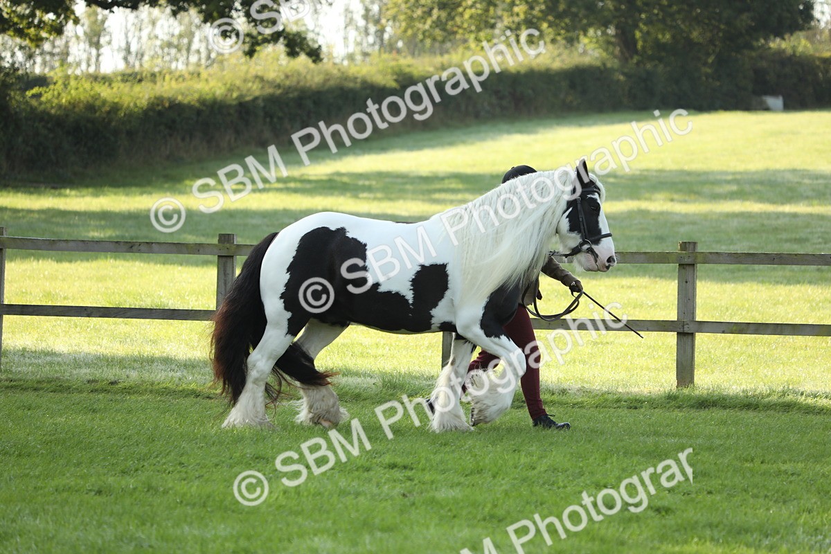 SBM_60820 - S43 - Coloured Pony In Hand