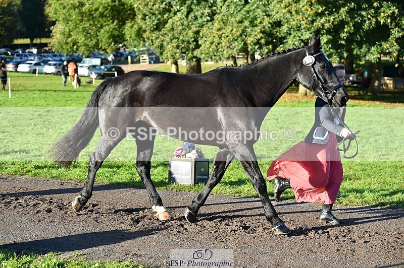 231022-093846-21940 - 414-LAMBORO.SPARKY-Lucy.Jowett-TrotUp+SJ