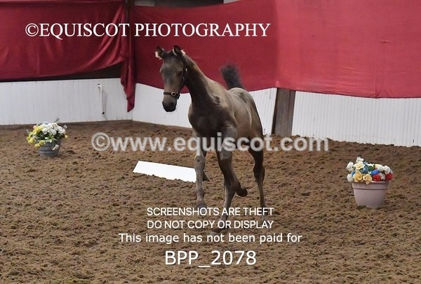 BPP_2078 - AFTERNOON 12.30 - 3.30PM