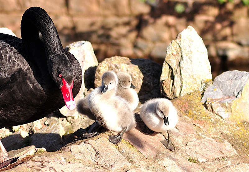 Mother with cygnets on the nest - Dawlish (mainly black swans)