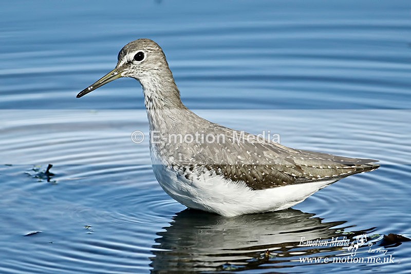 260816 3796a - Nature