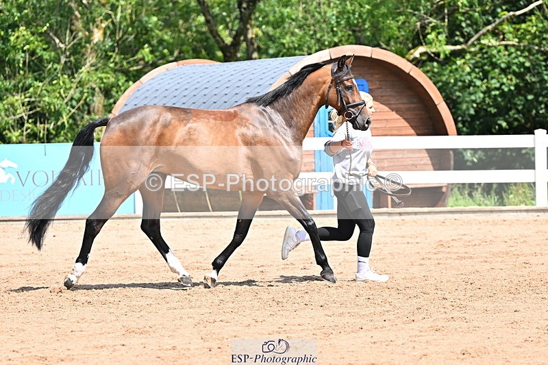 240718A-105244-01087 - Trot Up 12pm to 1pm