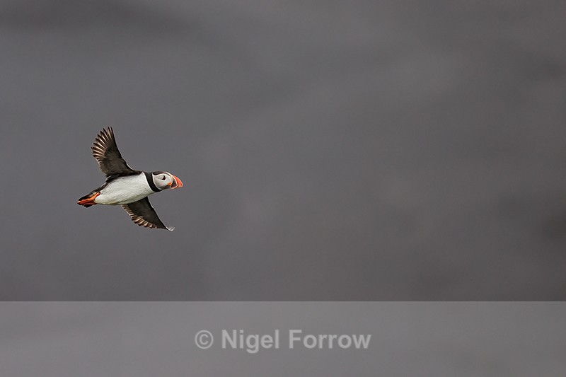 Atlantic Puffin flying, black volcanic sand background, Iceland - Puffin