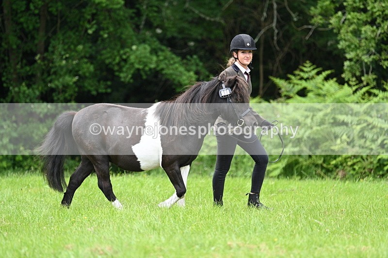WJ7_3907 - Class 14A Handsome Gelding
