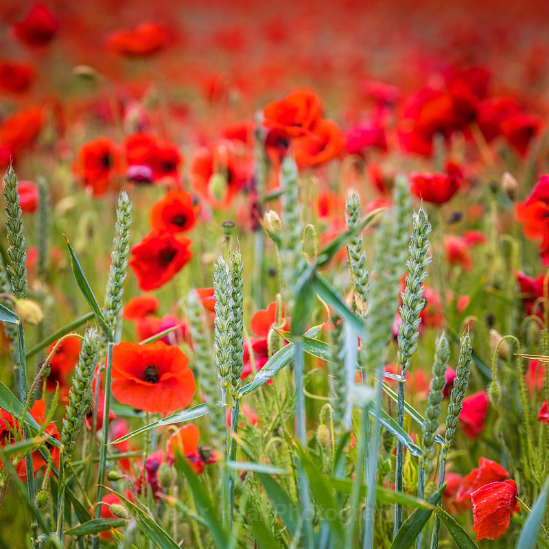 EF6A1865_Poppy Crop - Flowers