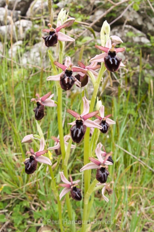 Siponto Ophrys (Ophrys sipontensis) an orchid endemci to the Gargano penisula, - Orchids - Ophrys