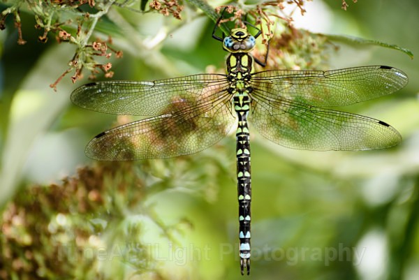 Female Southern hawker - Dragonflies & Damselflies