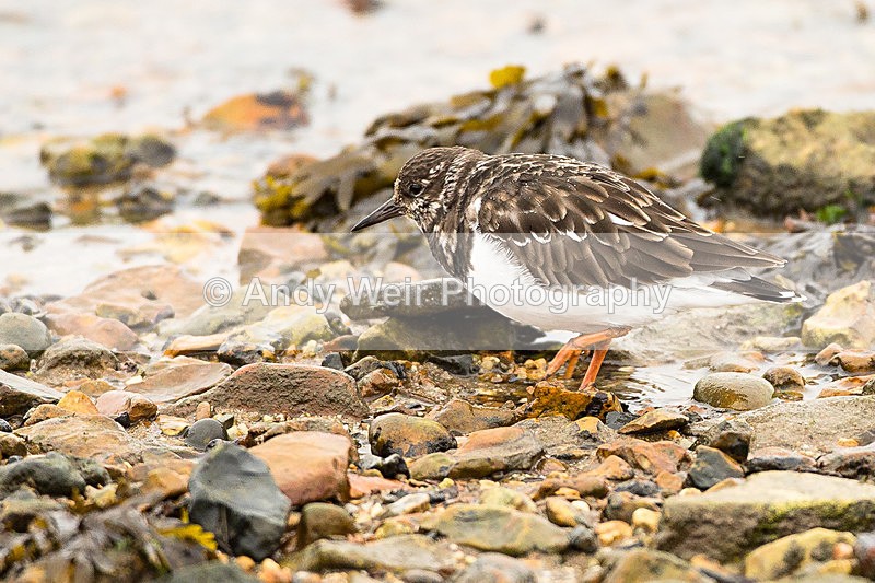 20130930-3K8A6323 - Turnstone