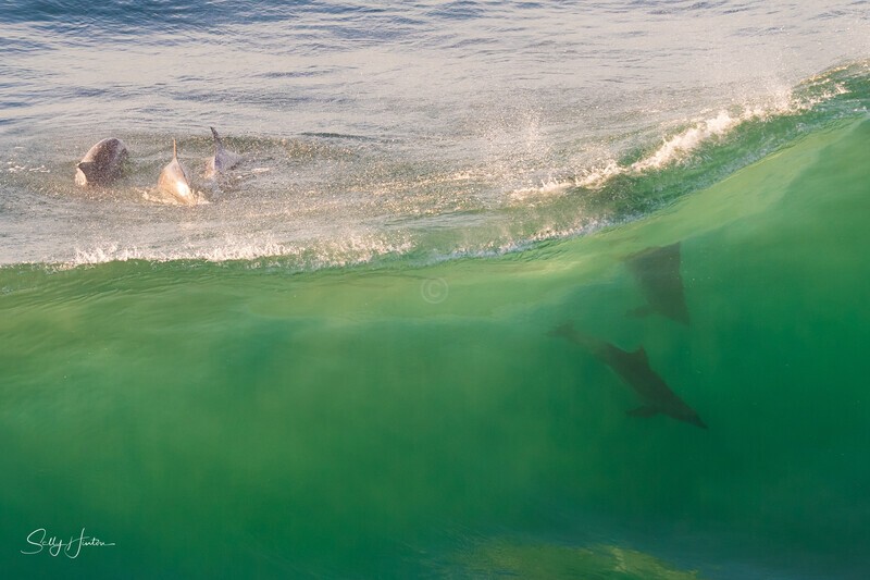 Above and Below - Dolphins