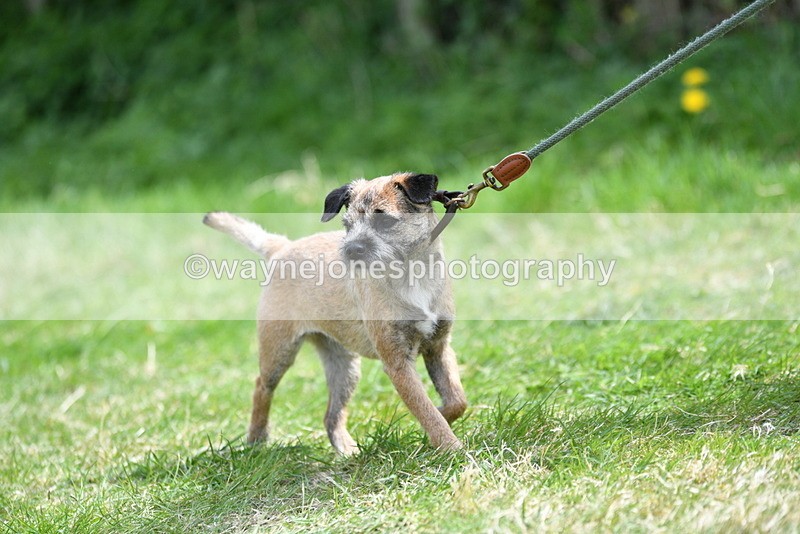 WJ5_0425 - Class 7 Best Terrier