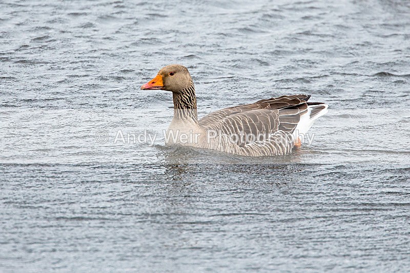20140417-3K8A0173 - Geese