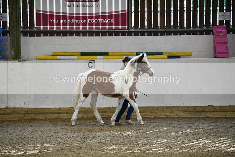 WJ5_3388 - Class 1 Youngstock