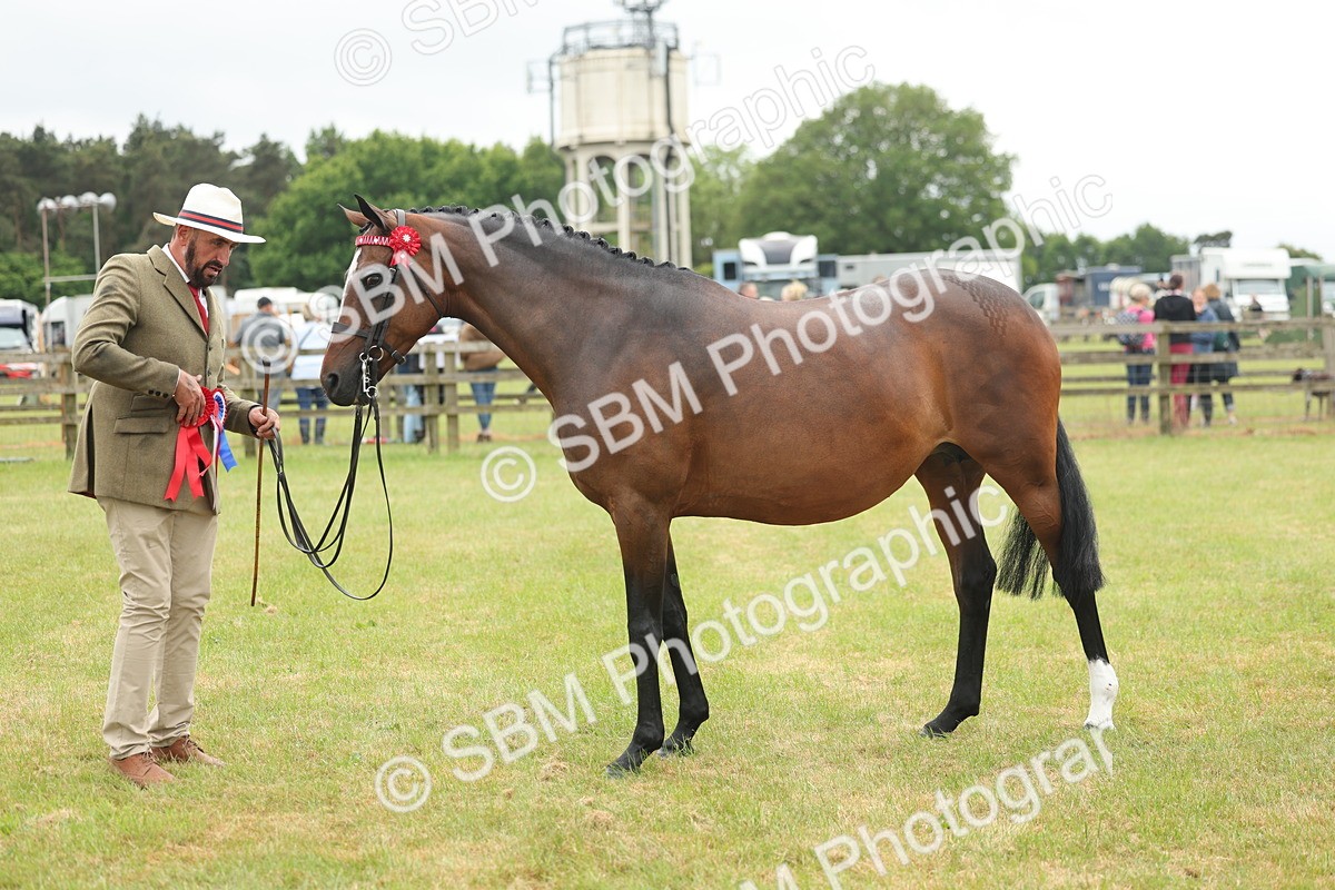 SBM_05593 - Class 68-73 - Riding Pony Breeding