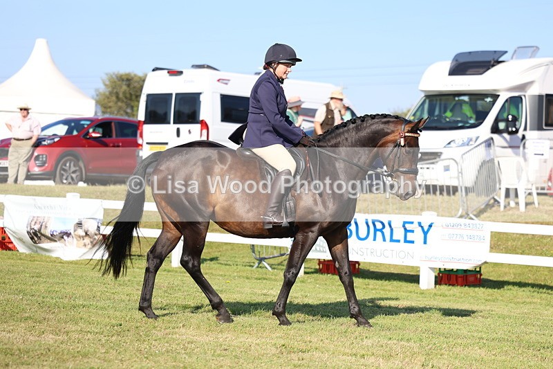 3E7A5226 - Class 2: Rising Star Large Hack/Riding Horse