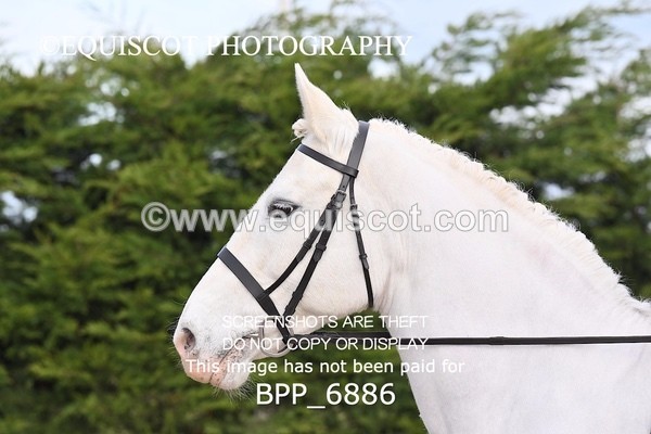 BPP_6886 - RING 1  (RIDDEN HORSES / IN HAND / VETERAN ETC)