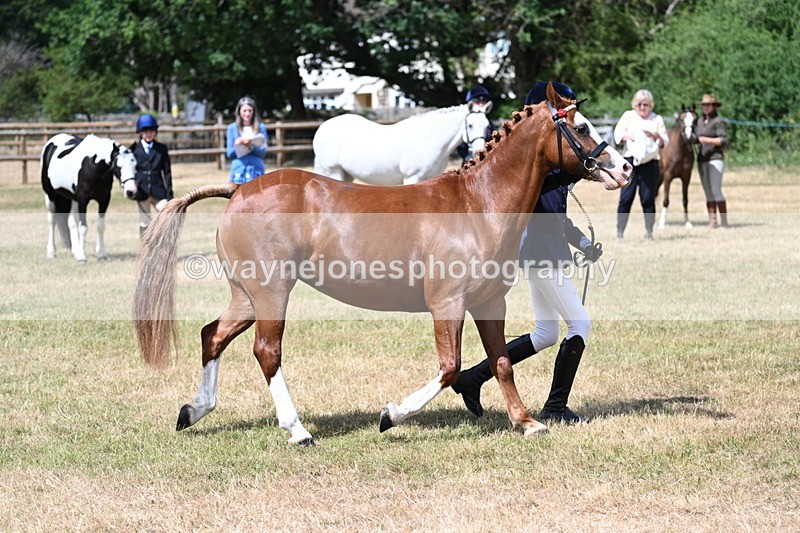 WJ7_1582 - Class 4 Prettiest Mare up to 14.2hh in hand
