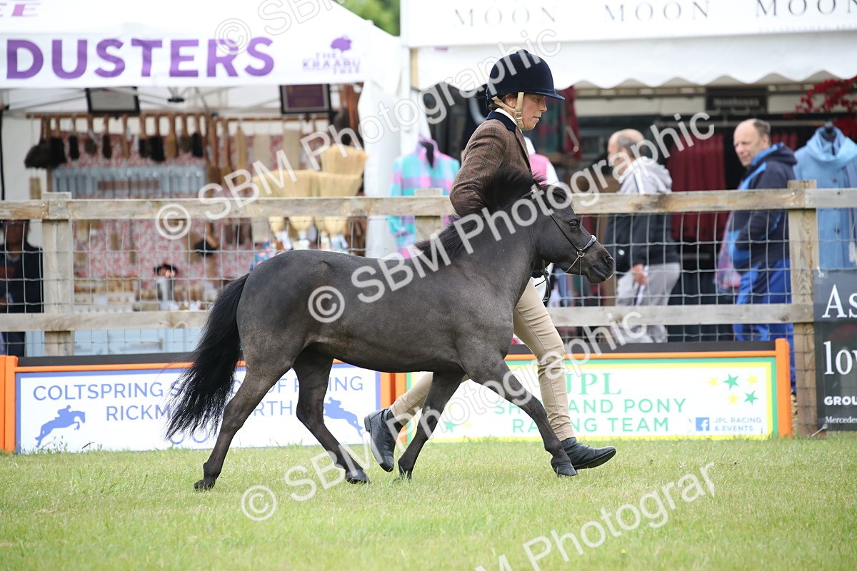 SBM_03874 - Class 23-25 - British Miniature Horse of the Year
