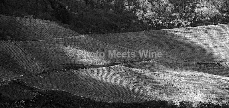  - Vineyards & Vines / Weinberge & Reben
