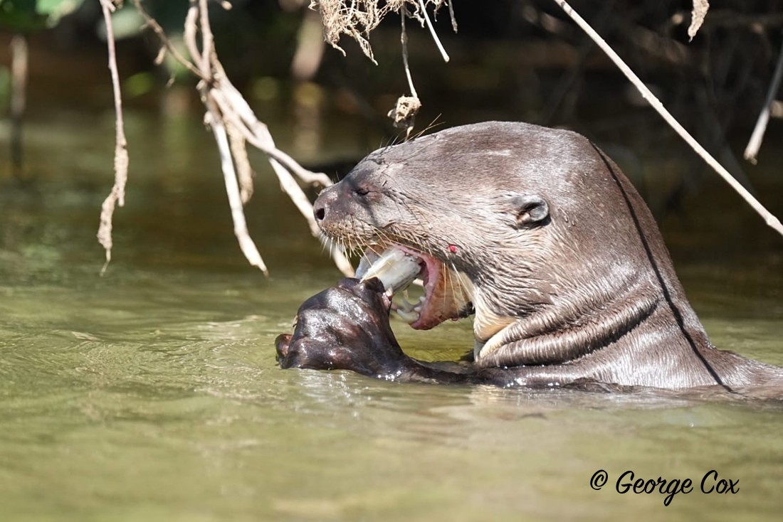 Giant otter eating - Brazil