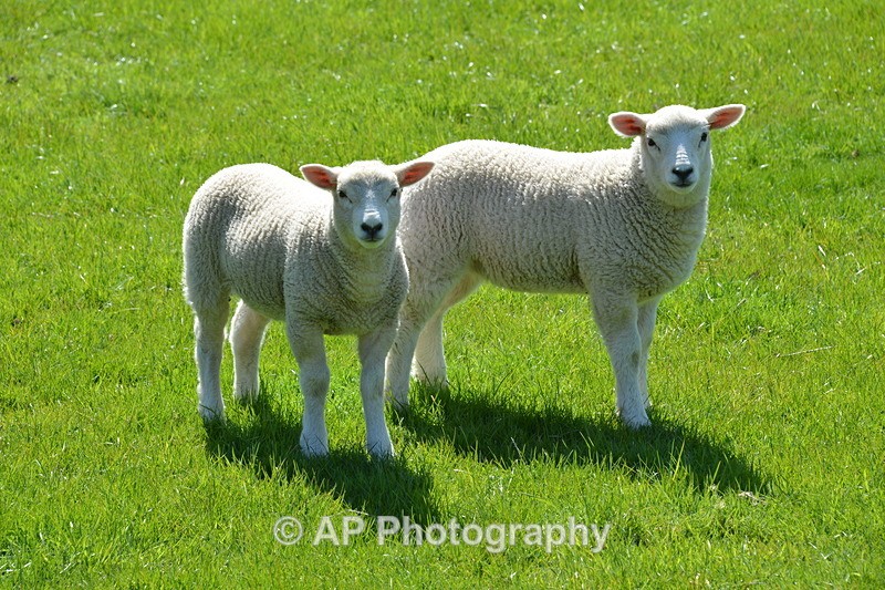 ACP_4193 - Sheep