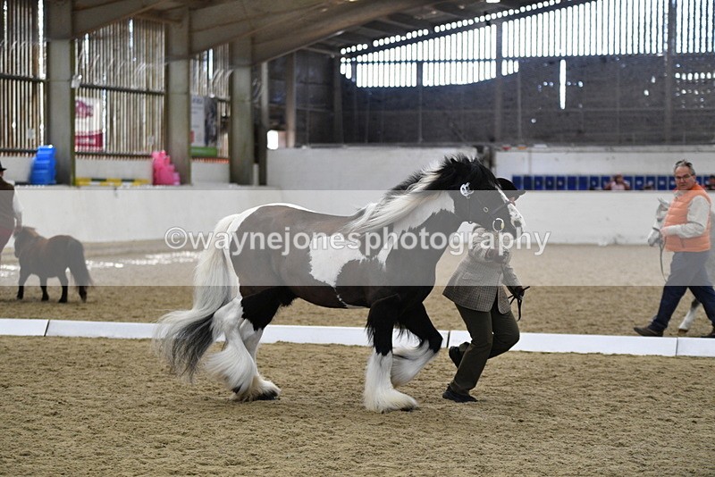 WJ5_5036 - Class 7 In hand coloured / odd coloured