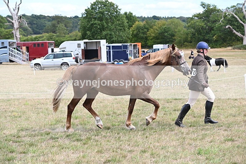 WJ6_5914 - Class 19 In-hand Veterans (Uploaded correct folder)